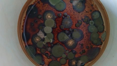 Penicillium chrysogenum species of fungus in a mold, rotating close up shot