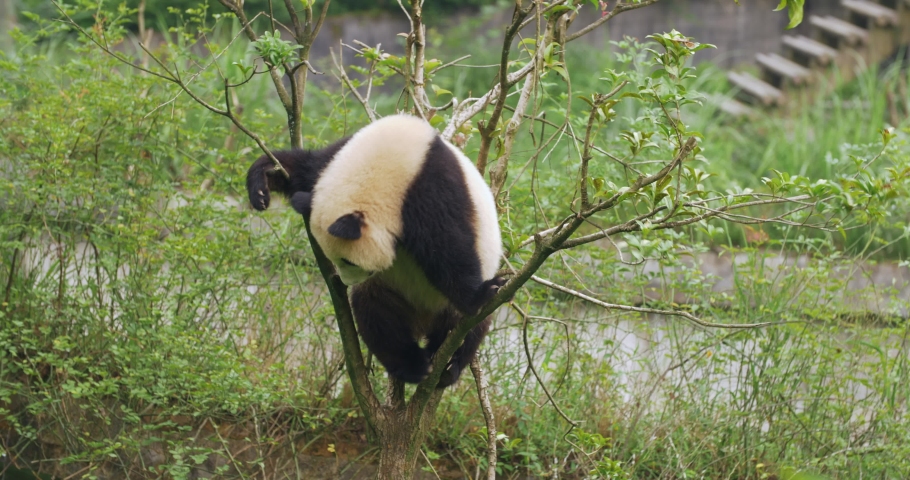 One young giant panda bear playing in the tree in Sichuan China lovely fun panda cub 4k footages 