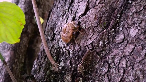 Cicada Shell on dogwood tree