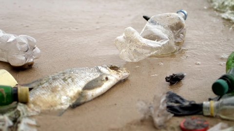 Dirty seashore with dead fish, waves collecting bottles and garbage, bad ecology