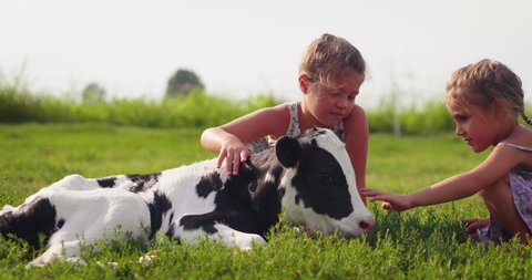Authentic shot of two cute little girls are caressing  an ecologically grown newborn calf used for biological milk products industry on a green lawn of a countryside farm with a sun shining.