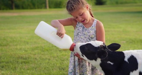Authentic shot of little girl is feeding from the bottle with dummy an ecologically grown newborn calf used for biological milk products industry on a green lawn of a countryside farm with a sunshine.