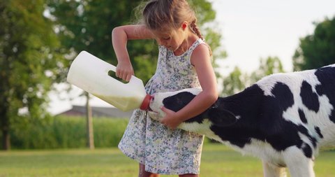 Authentic shot of little girl is feeding from the bottle with dummy an ecologically grown newborn calf used for biological milk products industry on a green lawn of a countryside farm with a sunshine.