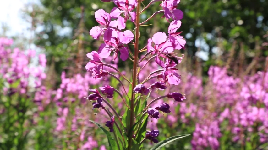 Macro shot of bee collecting nectar from purple willow herb. Chamaenerion. Fireweeds
