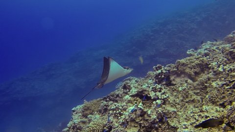 Eagle Ray Stingray Or White Spotted Sea Ray Swimming With Tropical Fish & Gliding On Coral Reef In Deep Blue Sea In The South Pacific Ocean Cook Islands Polynesia
