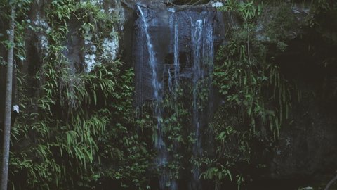 Curtis Falls waterfall located in the Joalah Section of Tamborine National Park which is apart of the Gold Coast Hinterland, Queensland.