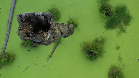 Mystical green swamp in the forest. Fallen dry trees and green algae completely cover the surface of the water.