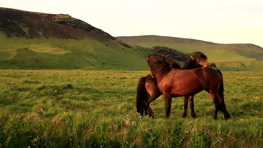 Two wild horses scratch each other.