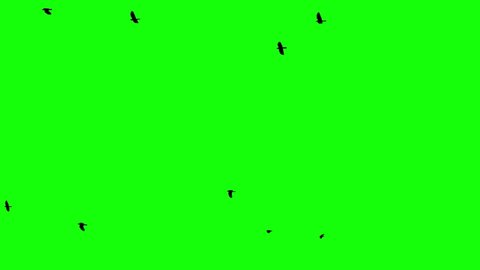 a group of black crows are flying from left to right on a green screen clear