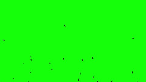 flock of black crows fly from left to right on a green screen