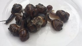 many snails moving over each other stock footage video