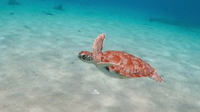 Tropical warm sea, white sandy seabed and swimming green sea turtle (Chelonia mydas). Marine animal footage. Underwater video from snorkeling with turtles. Swimming with ocean wildlife.
