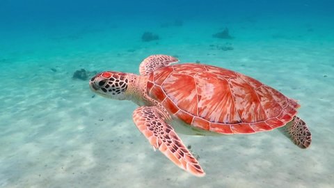 Tropical warm sea, white sandy seabed and swimming green sea turtle (Chelonia mydas). Marine animal footage. Underwater video from snorkeling with turtles. Swimming with ocean wildlife.