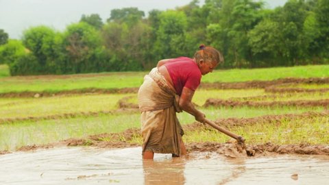 Indian poor old woman Farmer Standing Knee-deep In Mud, Working In The Field With Hoe during the rice plantation.
