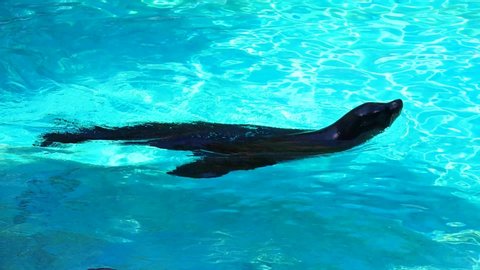 Slow motion Californian sea lion swimming in blue water