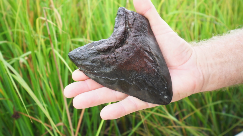 Megalodon (Cerdocodon megalodon) Tooth Fossil. this 6 inch fossil was found scuba diving in the Cooper river of South Carolina. It swam the oceans 20 million years ago as an apex predator.