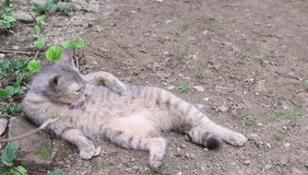 Single gray tabby cute cat   lying licks her body on thr ground background