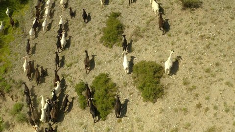 Aerial view of herd of mountain goats in the grassy landscape in Leenane countryside,