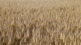 Golden sunny wheat background. Harvest time. Real time full hd video footage.