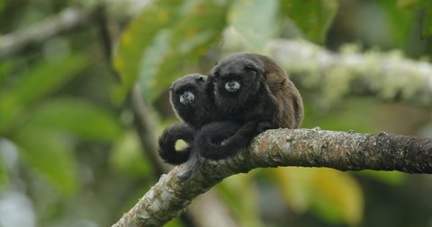 Black Mantle Tamarin, Saguinus nigricollis, monkey from Sumaco National Park in Ecuador. Tamarin in the nature jungle habitat, sitting on the tree.