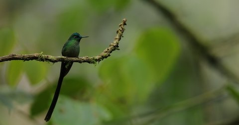 Long-tailed Sylph, Aglaiocercus kingi, rare hummingbird from Ecuador. Green blue bird from tropical forest, two animal in the nature habitat. Lichen moss branch with hummingbird in the jungle habitat.