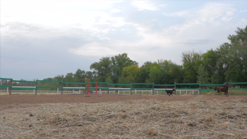 Young stallion, elegant thoroughbred pony. Dark brown horse Pony, running in the cage running away from the two. Animal care. Summer concept of horses and people.