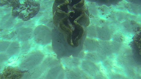 Giant Clam Close Up. Tridacna Gigas In Underwater Pearl Farm. Giant Clams In Shallow Clear Blue Water In Tropical Lagoon In Aitutaki Coral Reef Cook Islands South Pacific Ocean Polynesia
