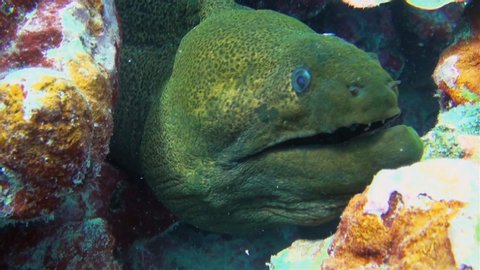 Giant Green Moray Eel Close Up With Broken Jaw & Mouth With Sharp Jaws Swaying In Colourful Coral Reef. Large Green Moray Eel Macro Close Up In South Pacific Sea In Rarotonga Cook Islands Polynesia