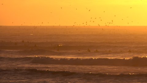 Surfers riding waves at sunset, while Peruvian boobies hunt for sardines at sunset on the coast of central Chile