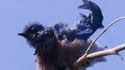 Bluebird Drying Feathers Slow Motion 1500fps