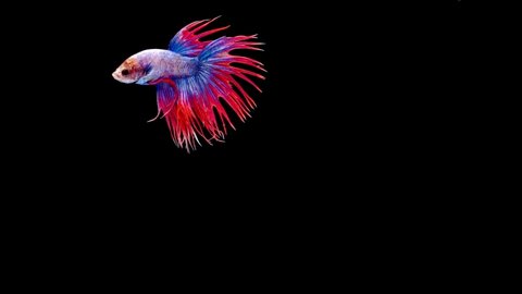 slow motion of Siamese fighting fish (Betta splendens), well known name is Plakat Thai, Betta is a species in the gourami family, which is a popular fish in the aquarium trade