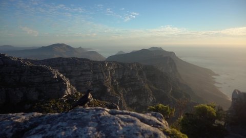 Slowmotion on Top of Table Mountain during Sunset with a Redwing Starling Bird flying away