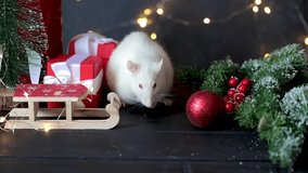 New Year's video with the symbol of 2020 a white rat. The rat sits on a background of Christmas toys, gifts, fir branches and a garland