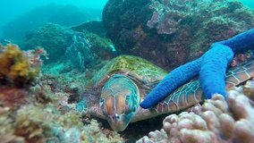 A Green Sea Turtle sleeping on a colourful reef with a blue starfish on its flipper