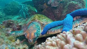 A Green Sea Turtle resting on a colourful reef with a blue starfish on its flipper