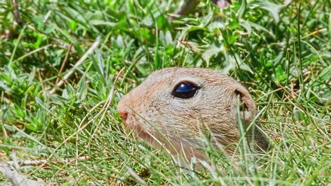 A portrat of Juvenille European Ground Squirrel just leaved their holes.