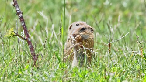 A portrat of Juvenille European Ground Squirrel just leaved their holes.