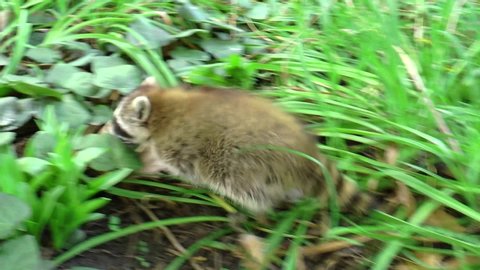Raccoon, or American raccoon (Procyon lotor) - a predatory mammal from the raccoon family. Thriving in the wild and in cities and villages. Very caring parents.