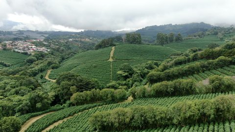 AERIAL fly over lush green coffee tree plantation near San Jose, Costa Rica