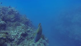 Humphead Wrasse Or Napoleonfish. Napoleon Wrasse Close Up Swimming In Blue Ocean.This Big Fish Is Also Named Giant Humphead Wrasse, Humphead Maori Wrasse & Giant Maori