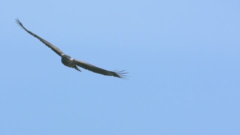 African Fish Eagle flying majestically in slow motion at Lake Naivasha Kenya during a boat safari