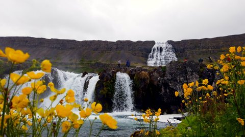 Spectacular Dynjandi Waterfall in west fjords of Iceland upper & lower falls wide static with yellow flowers in foreground, 4k ProResHQ