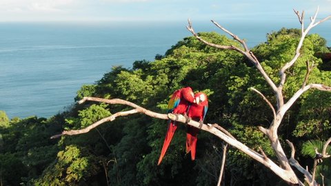 Two Scarlet Macaw Lovebirds Pecking and Biting, Perched on a Dried Up Tree Near Manuel Antonio, Costa Rice Surrounded by Green Tropical Trees and the Pacific Ocean in the Background on a Sunny Day