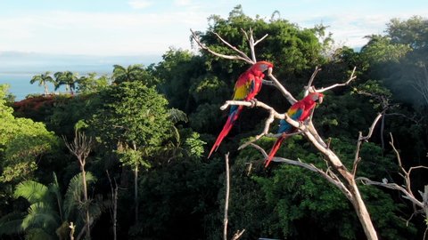 Drone Footage Trucking Past Two Scarlet Macaws Perched in the Wild on a Dried Up Tree Surrounded by Green Tropical Trees Near Manuel Antonio, Costa Rica