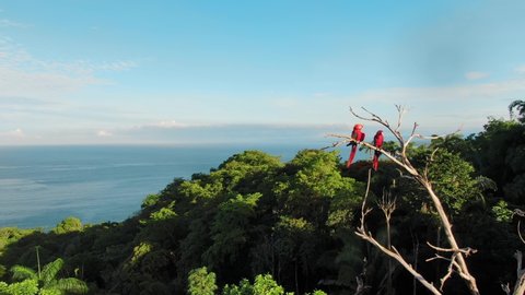 Drone Footage Flying Past Two Scarlet Macaws Perched on a Dried Up Tree in the Wild Surrounded by Tropical Trees and Pacific Ocean in Background Near Manuel Antonio, Costa Rica