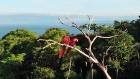Drone Footage of Two Scarlet Macaws Perched on a Dried Up Tree Surrounded by Green Tropical Trees and the Pacific Ocean in the Background Near Manuel Antonio, Costa Rica