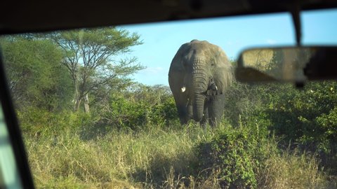 Elephant Eating Grass in Savanna of Tanzania National Park. African Safari and Animals in Natural Environment