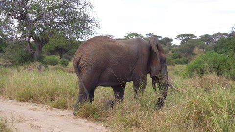 Elephant Walking in Savanna of Tanzania National Park. Animal in Natural Environment