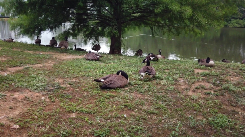 Pan of Canadian geese sleeping near a quiet green lake. Grassy outdoor lakeside view of a gaggle of gooses resting by the shore of a small lakefront development with water and trees.