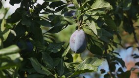 Blue plum fruit at tree branch in orchard, harvest time in summer, 4k footage 